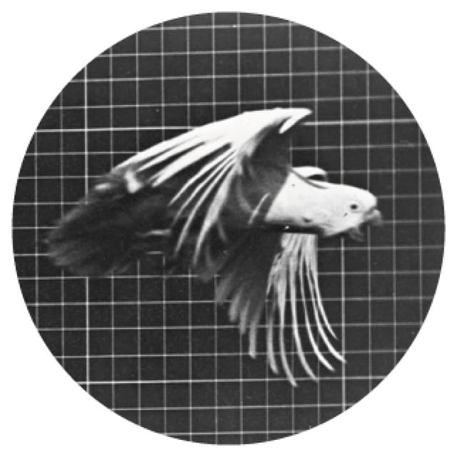 Recursive - Marlon Hoffstadt's Infinity Mix