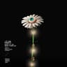 March Of The White Fireflies cover