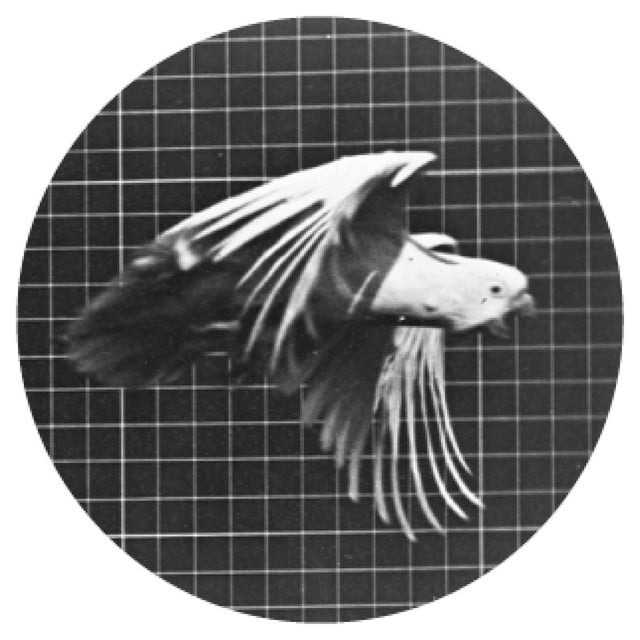 Image of Serenade EP