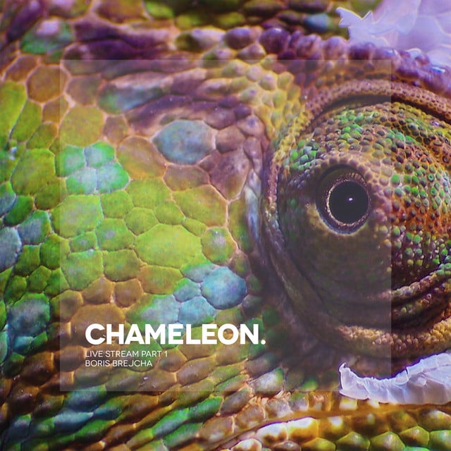 Image of Chameleon