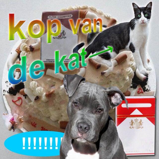 Image of Kop Van De Kat